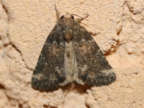 Bryophila sp.