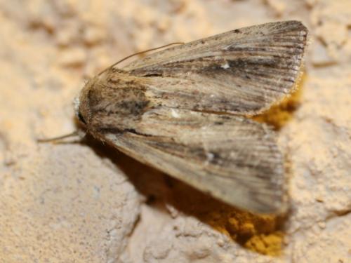 Leucania sp.
