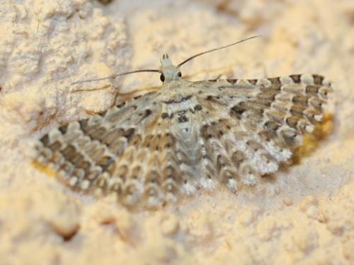 Alucita palodactyla