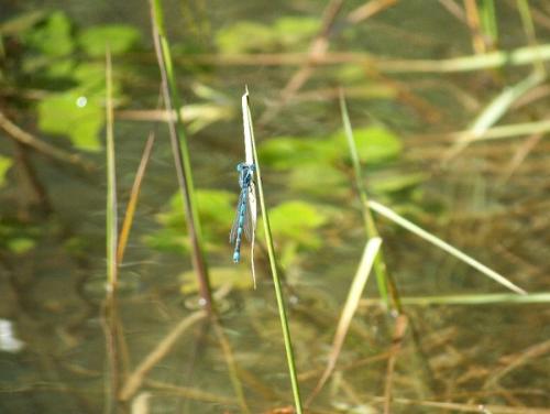 Erythromma lindenii
