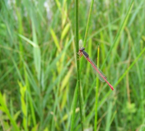 Ceriagrion tenellum