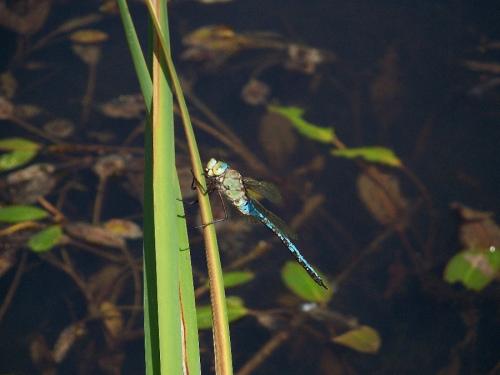Anax imperator