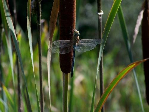 Anax imperator
