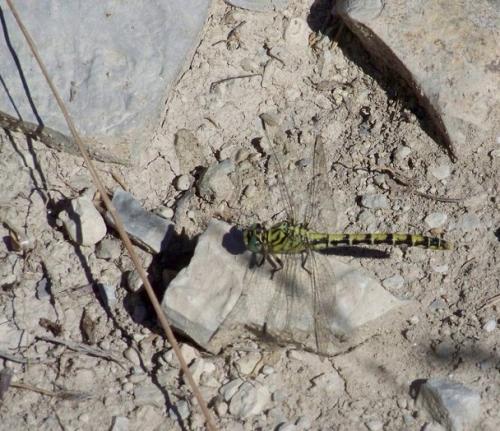 Onychogomphus forcipatus