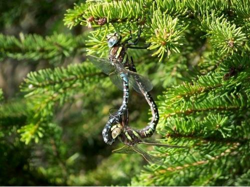 Réf. 24 200 : Aeshna juncea