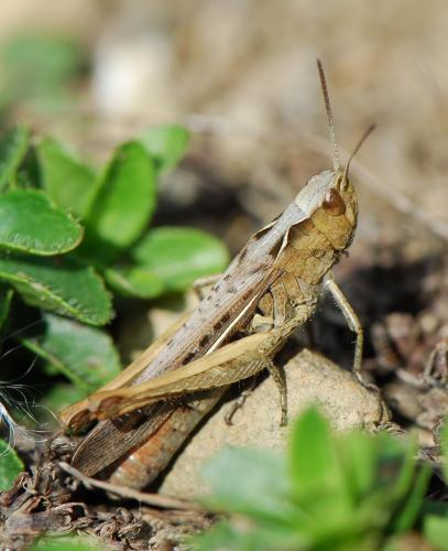 Chorthippus sp.