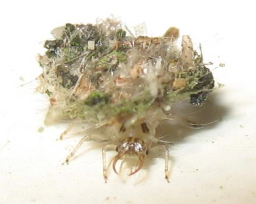 Pseudomallada sp.