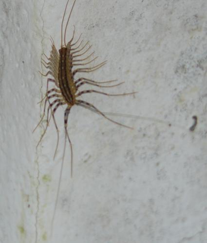 Scutigera coleoptrata