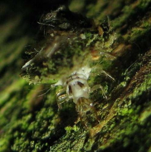 Réf. 24 551 : Chrysotropia ciliata
