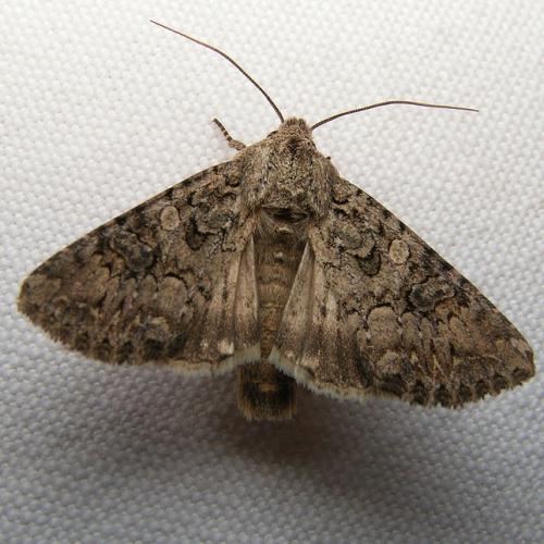 Anarta pugnax