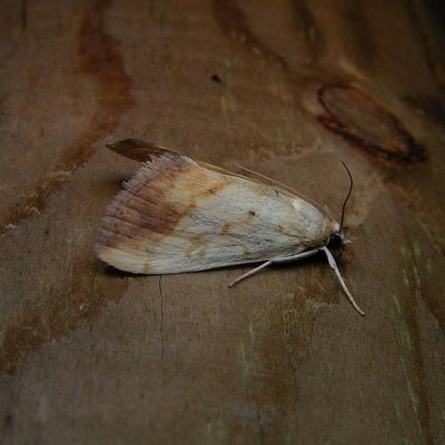 Réf. 24 509 : Evergestis extimalis
