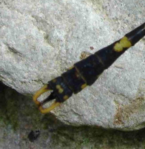 Onychogomphus uncatus