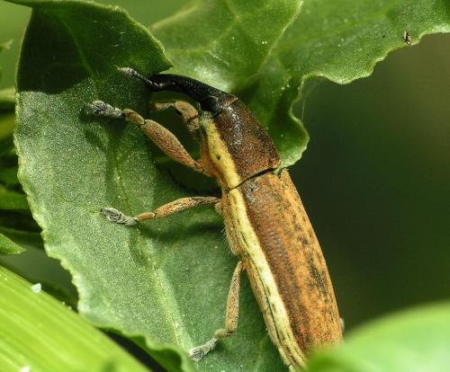 Réf. 24 995 : Lixus juncii