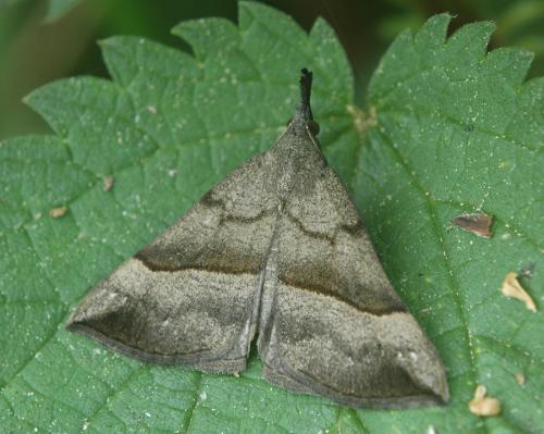 Réf. 24 827 : Hypena proboscidalis