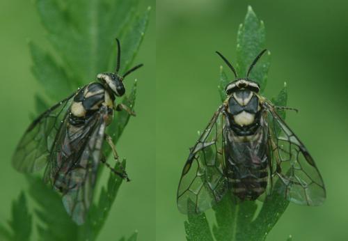 Gilpinia sp.