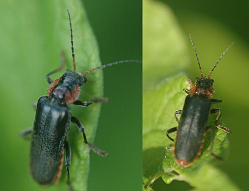 Cantharis sp.