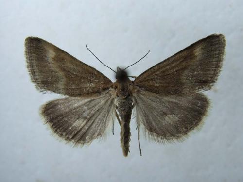 Pyrausta aerealis