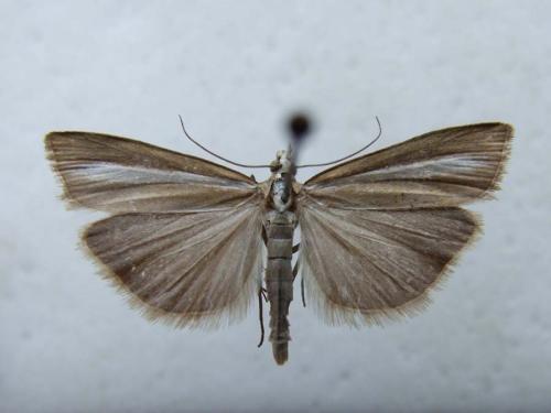 Catoptria bolivari