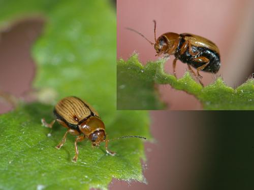 Réf. 24 311 : Cryptocephalus pusillus