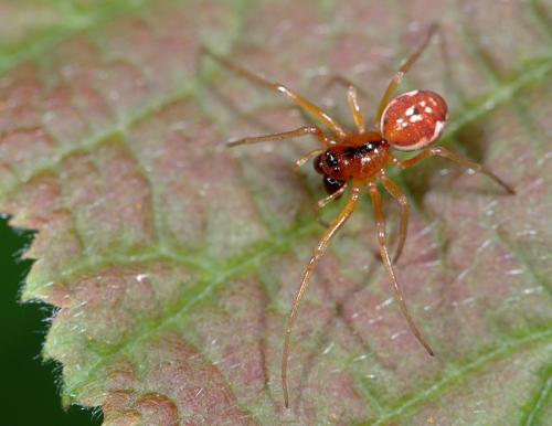 Pachygnatha listeri
