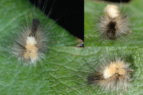 Dicallomera fascelina