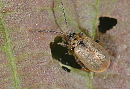 Réf. 24 312 : Lochmaea sp.