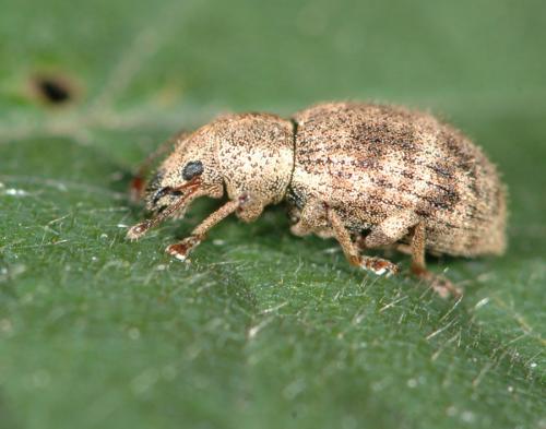 Réf. 24 367 : Sciaphilus asperatus