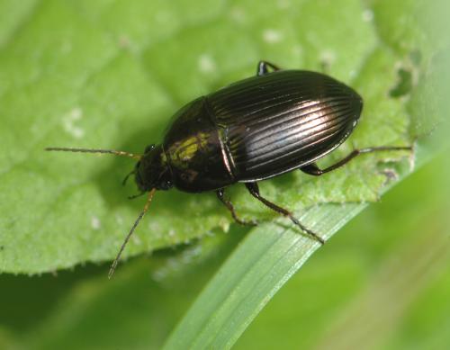 Amara sp.