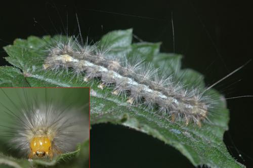 Spilosoma lutea