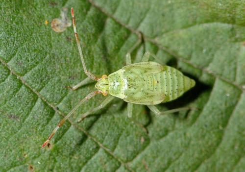 Pantilius tunicatus