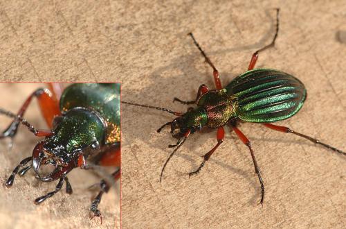 Carabus auronitens auronitens