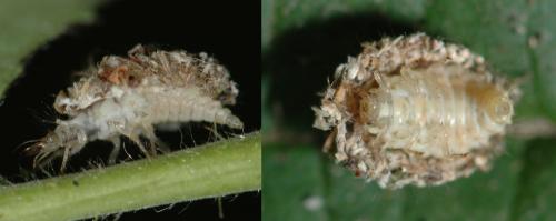 Pseudomallada sp.