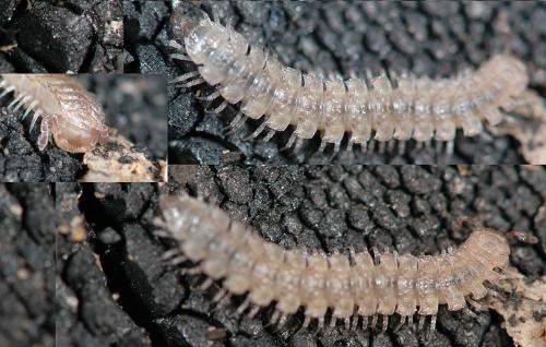 Polydesmus sp.