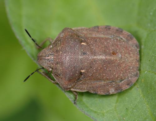 Réf. 24 702 : Eurygaster testudinaria