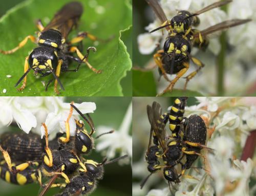 Réf. 24 338 : Cerceris arenaria
