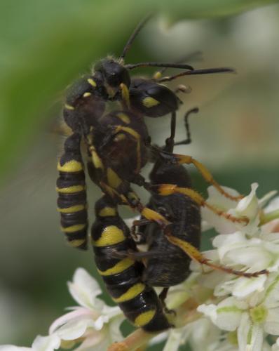 Cerceris arenaria