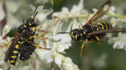 Réf. 24 339 : Cerceris arenaria