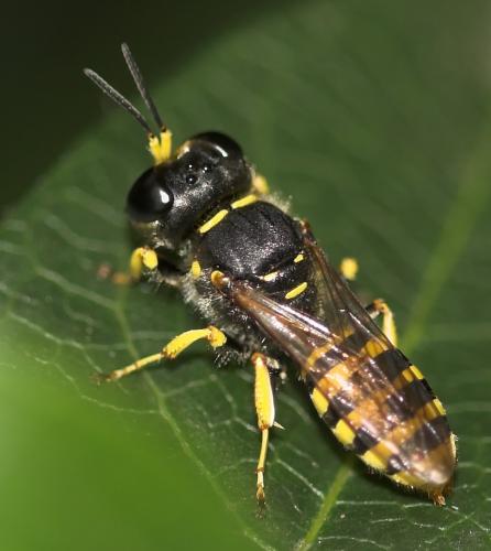 Ectemnius sexcinctus