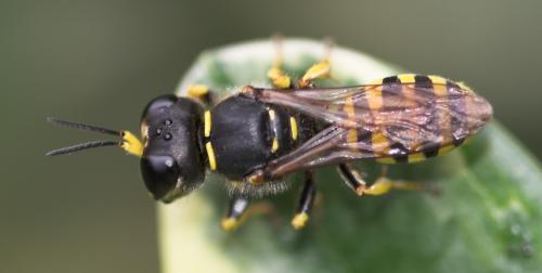 Ectemnius sexcinctus