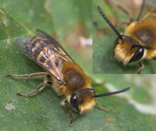 Colletes hederae
