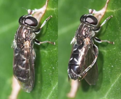 Réf. 24 488 : Eumerus sp.