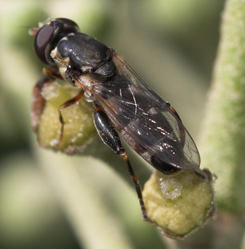 Syritta pipiens