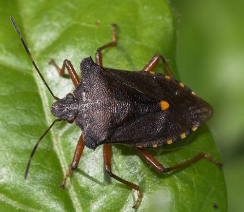 Réf. 24 480 : Pentatoma rufipes