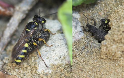 Cerceris arenaria