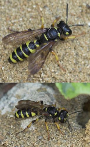 Réf. 24 524 : Cerceris arenaria