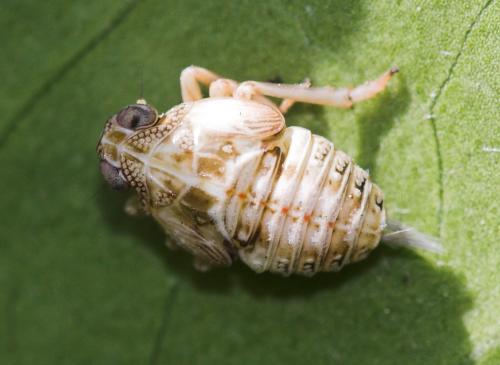 Issus coleoptratus