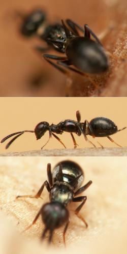 Réf. 24 420 : Eupelmus sp.