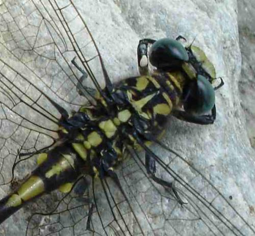 Réf. 24 756 : Onychogomphus uncatus