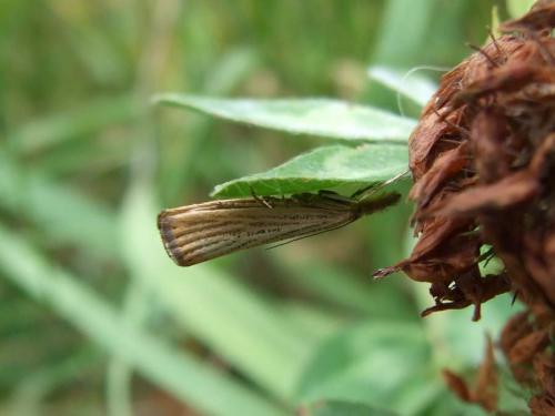 Agriphila straminella