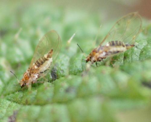 Trioza urticae